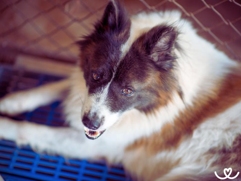 Plemeno-thai-bangkaew-dog (15)